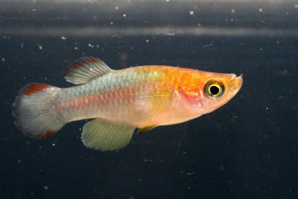 (Aplocheilichthys) Род АПЛОХЕЙЛИХТИСЫ, АПЛОХЕЙЛИХТЫ, СВЕТЛОГЛАЗКИ 43 вида